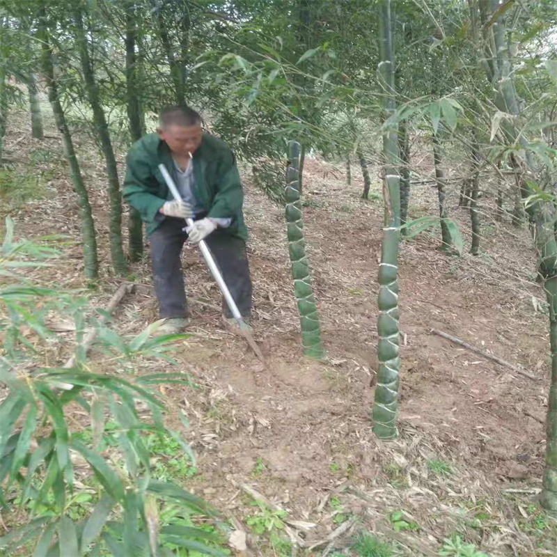新品庭院高档竹子苗龟甲竹苗 龙鳞竹 佛肚竹龟文竹罗汉竹龟甲竹苗