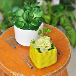 九思 仿真多肉盆栽假绿植 装饰品摆件小型仿生植物桌面盆景art007