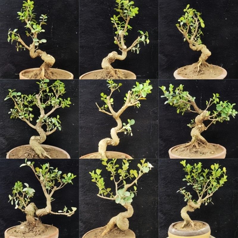矮霸瓜子黄杨老桩 盆景素材树 微型盆景 掌中宝四季长青 耐寒喜阳