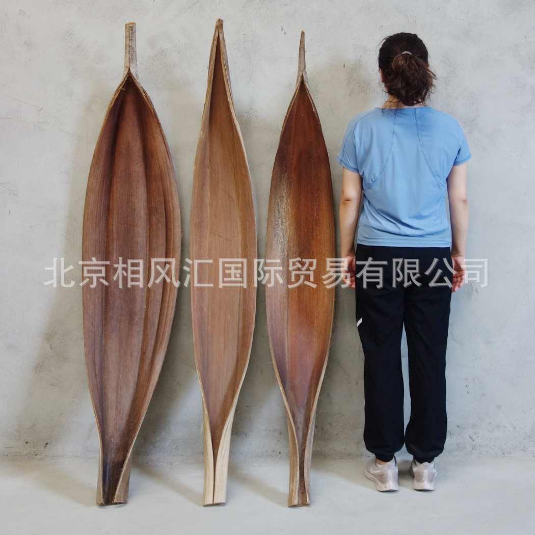 【可可叶（巨型）】进口干枝干草干叶干壳装饰插花家居摆设礼品