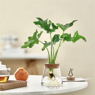 日式 水培植物春羽绿萝办公室内桌面绿植懒人盆栽茶几摆件净化空气