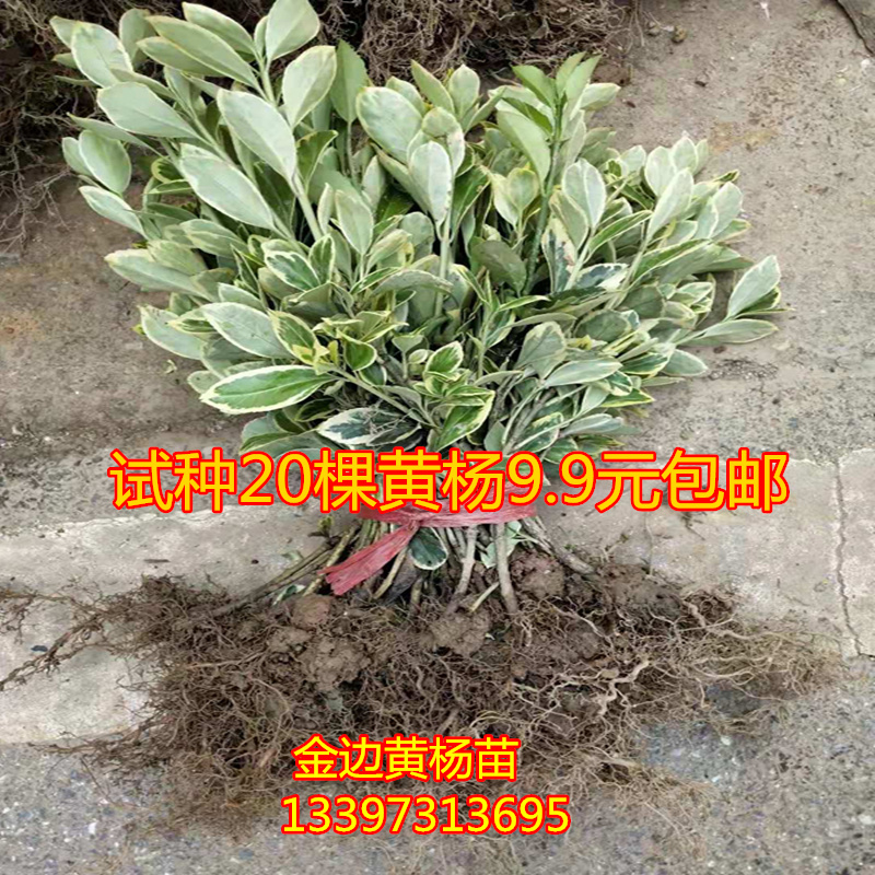 绿化工程苗 金边黄杨金边冬青 金边四季青 彩色苗木 工程绿化苗木