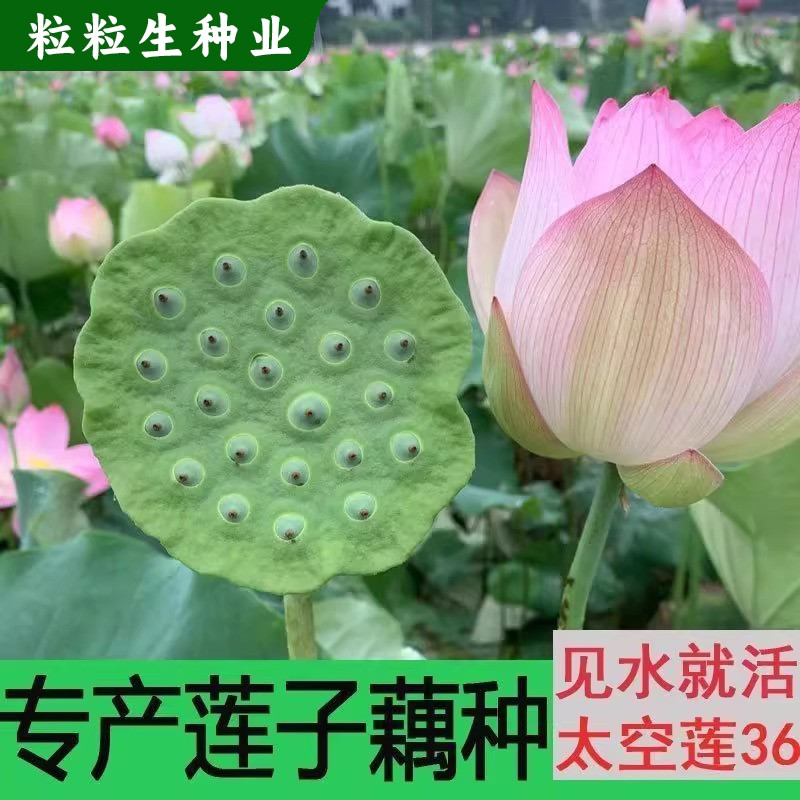 新鲜太空莲36号藕食用水果莲种子
