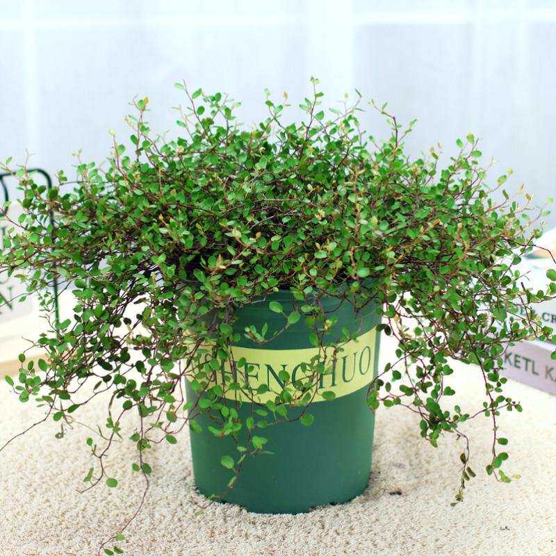 极速室外吊兰花婚纱吊蓝花植物真花适合放卧室的绿植放办公室高端