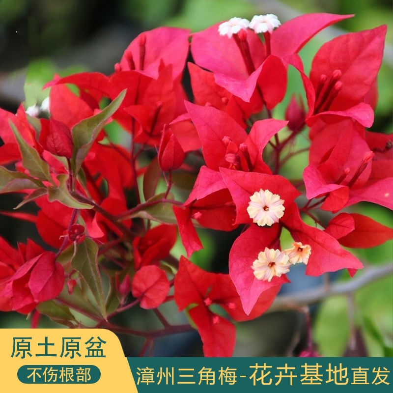 漳州三角梅四季开花带花苞阳台爬藤绿植盆栽花苗老桩多色花卉盆景