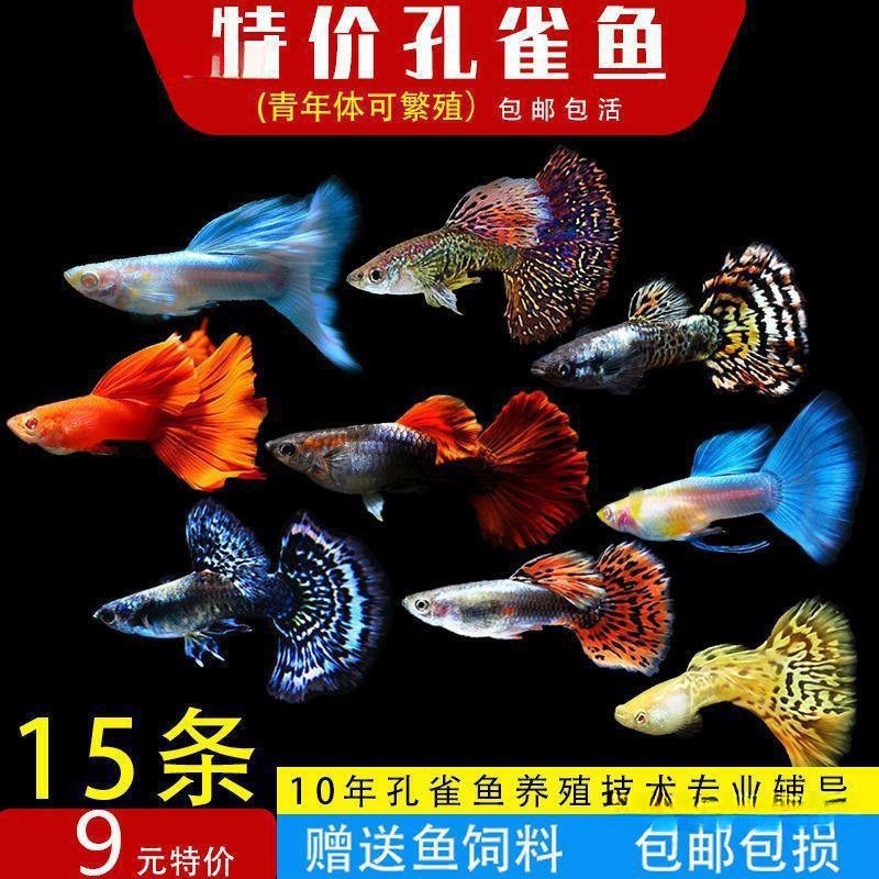 速发孔雀热带观赏鱼苗养水冷水小型小鱼好活耐淡耐养凤尾玛丽