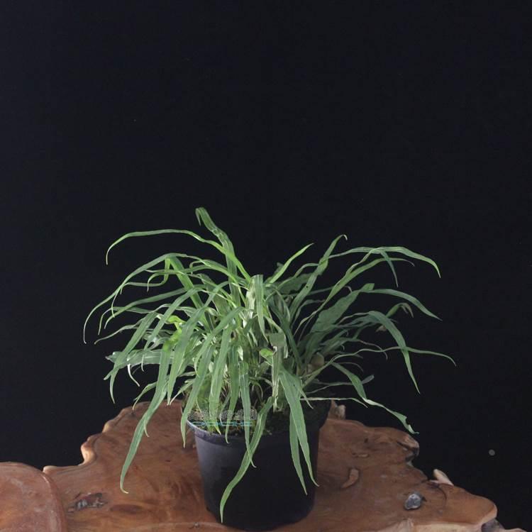 山野选集 贵州药用植物星蕨 肾精草 化石草肾草 成品盆栽想摘就摘