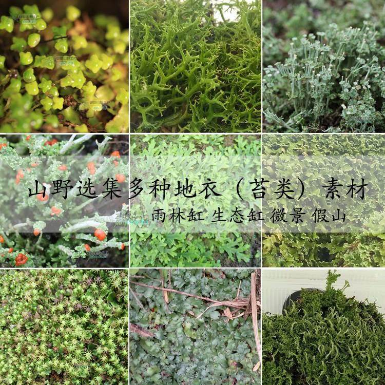 山野选集造景用苔藓【苔纲】枝状地衣各色野生高山苔藓雨林缸微景,机械设备,矿山专用设备,淘宝优惠券,粉丝福利购,淘宝优惠卷