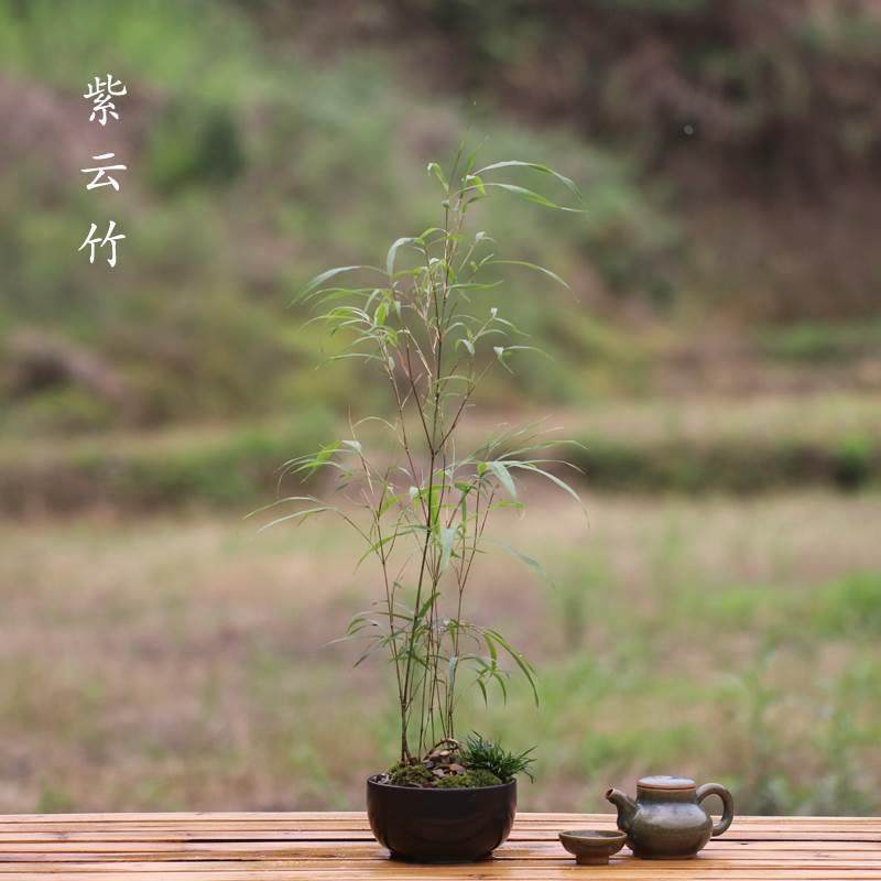 山野雅居 紫云竹盆栽四季常绿小型竹子盆景成品发货易种喜半阴