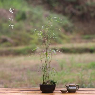 山野雅居 紫云竹盆栽四季常绿小型竹子盆景成品发货易种喜半阴