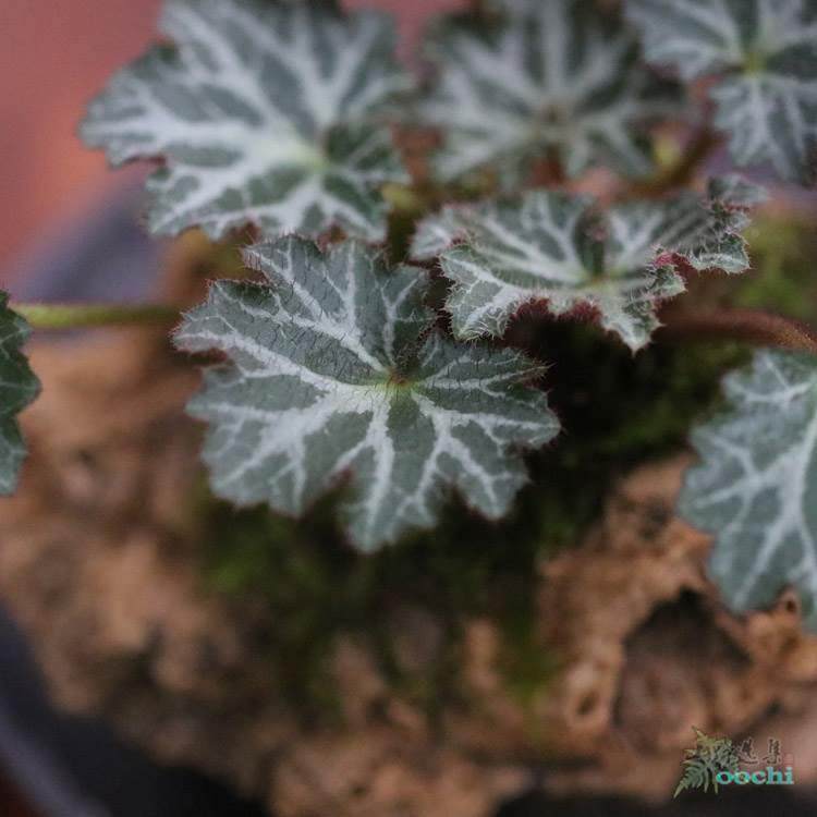 山野选集 金丝荷叶虎耳草2品种 垂吊附石 雨林缸微景假山植物素材,机械设备,矿山专用设备,淘宝优惠券,粉丝福利购,淘宝优惠卷