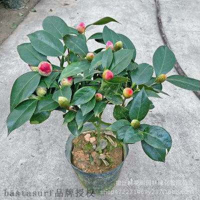 极速Four seasons Xiangfei mountain Camellia saplings safflow