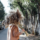 极速木直天然芦苇花束真花风干花摆件落地拍照装 饰道具ins风造景