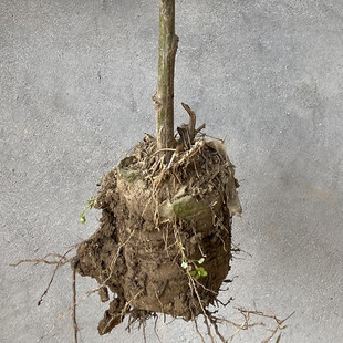 无刺蔷薇杆子带根树桩状月季嫁接砧木小棒棒糖随意嫁接