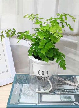 铁线蕨盆栽耐阴植物苗室内办公书房卫生间雨林缸观叶植物四季常青