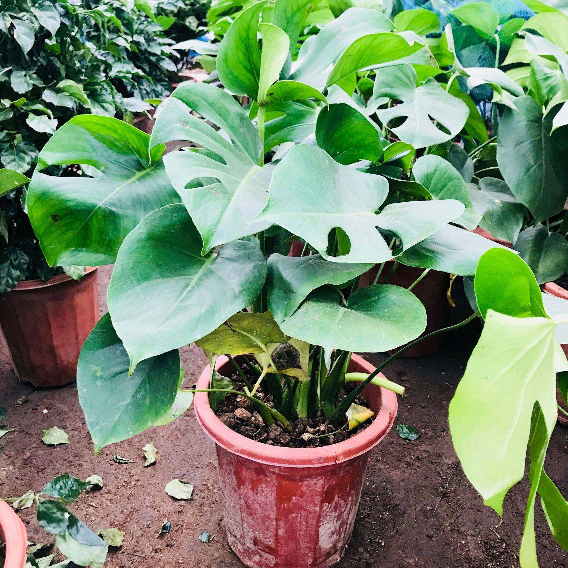 龟背竹盆栽北欧开背盆景大叶植物吸甲醛办公客厅室内好养龟背竹,婴童用品,其它婴童用品,淘宝优惠券,粉丝福利购,淘宝优惠卷