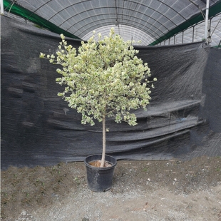 心叶榕大盆栽锦叶三角榕绿植牛奶爱心榕阳台庭院花园别墅露台植物