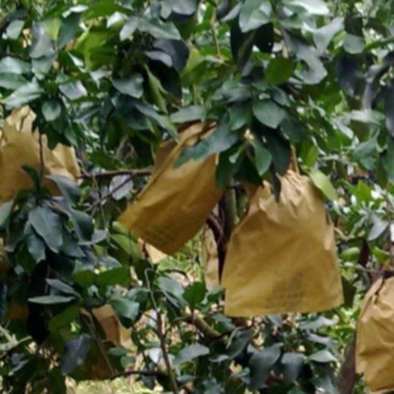 。双层柚子果袋蜜柚袋沙田柚套袋水果套袋防虫防水专用加工果袋包