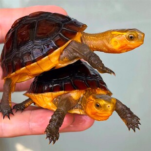 黄缘龟幼龟安徽苗活物安缘龟台缘龟宠物小乌龟蛋海南金钱龟大陆缘