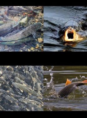 Fish Bait Attractant High Concentration Fish Attractants