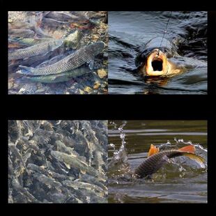 Fish Bait Attractant High Concentration Fish Attractants