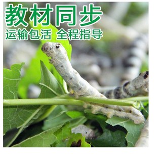 农桑蚕宝宝卵学生 四季保障蚕种发货蚕虫科普农家工具质保好养