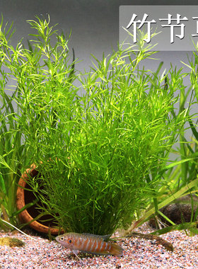 竹节草鱼缸水族箱造景观赏鱼虾躲避净化水质淡水新手易养阴性水草