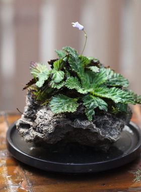 山野雅居 珊瑚苣苔吸水石盆栽 茶室办公家居绿植花卉一年两季花