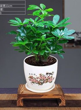 八方来财四季常青鸭脚木 发财树招财树聚财树室内绿植盆栽花卉