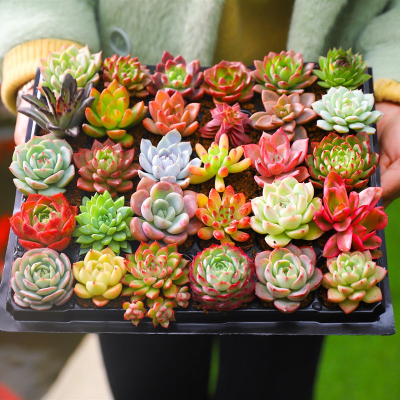 精品稀有老桩花卉大颗好养品种室内植物石花小肉绿植生多肉盆栽