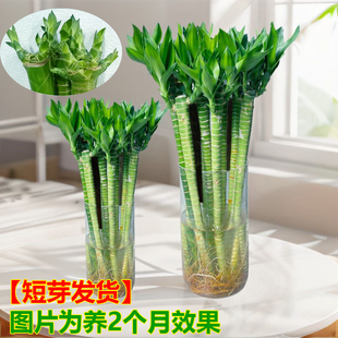 文昌竹龙竹带根发财竹富贵竹水养植物客厅室好养内盆栽水培绿植