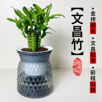 文昌竹4支金榜题名绿植