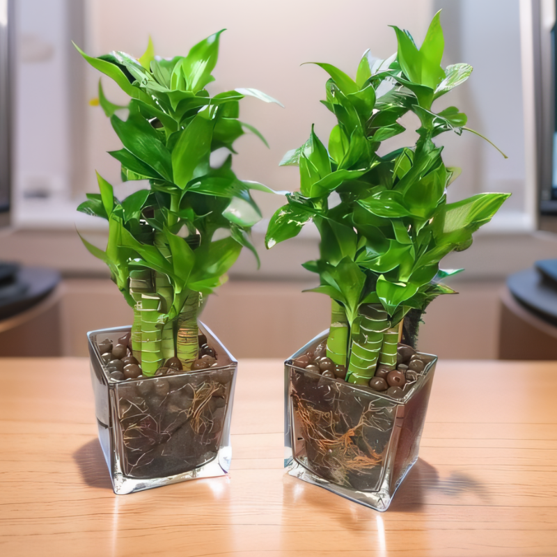 步步高水培土培植物盆栽客厅办公