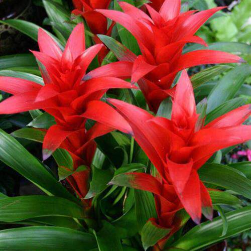 鸿运当头盆栽花卉小红星四季水培客厅植物室内净化空气大凤梨绿植