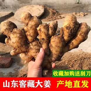 生姜窖藏大姜姜母山东安丘老新鲜月子姜母黄姜现挖鲜姜蔬菜5斤装