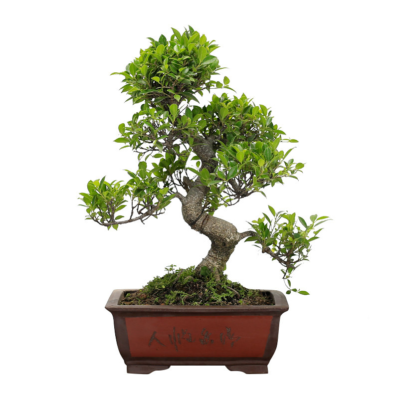 小叶虎皮榕树盆景造型老桩大x型植物室内绿植办公室阳台庭院盆栽