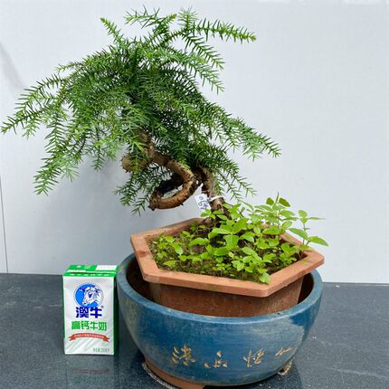 澳洲杉盆栽不老松盆景室内客厅桌B面绿植四季常青净化空气好养植