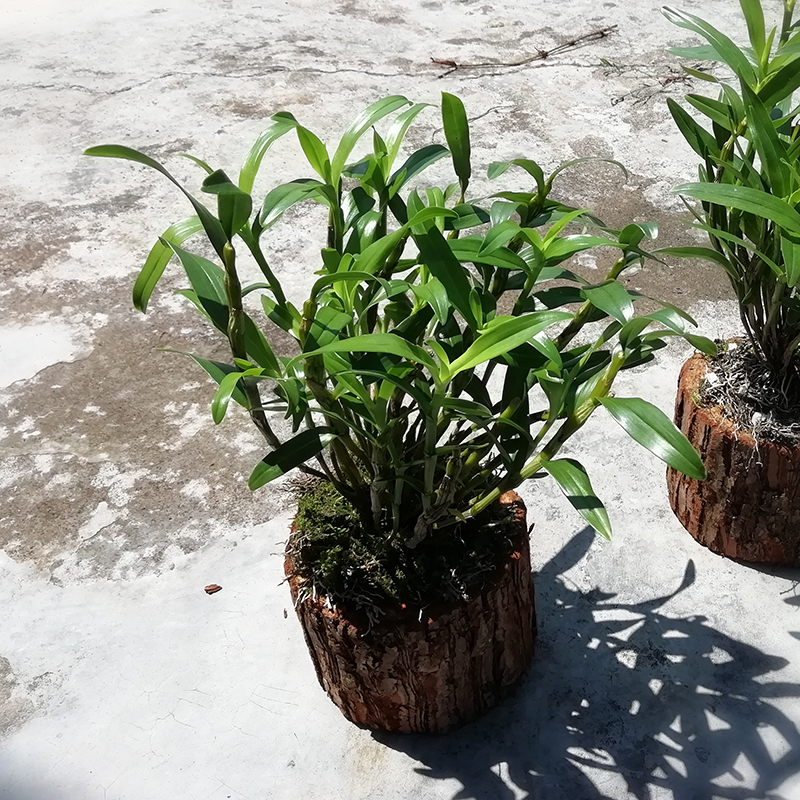 木桩栽好发货正宗赤水金钗石斛苗盆栽铁皮石斛木桩盆栽可食用花卉