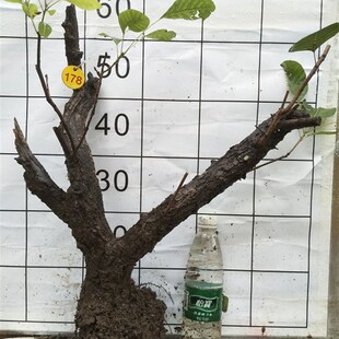 黄栌盆景精品老熟桩小叶榔榆阳台水蜡庭院l对接白蜡Y黄荆蔷薇盆栽