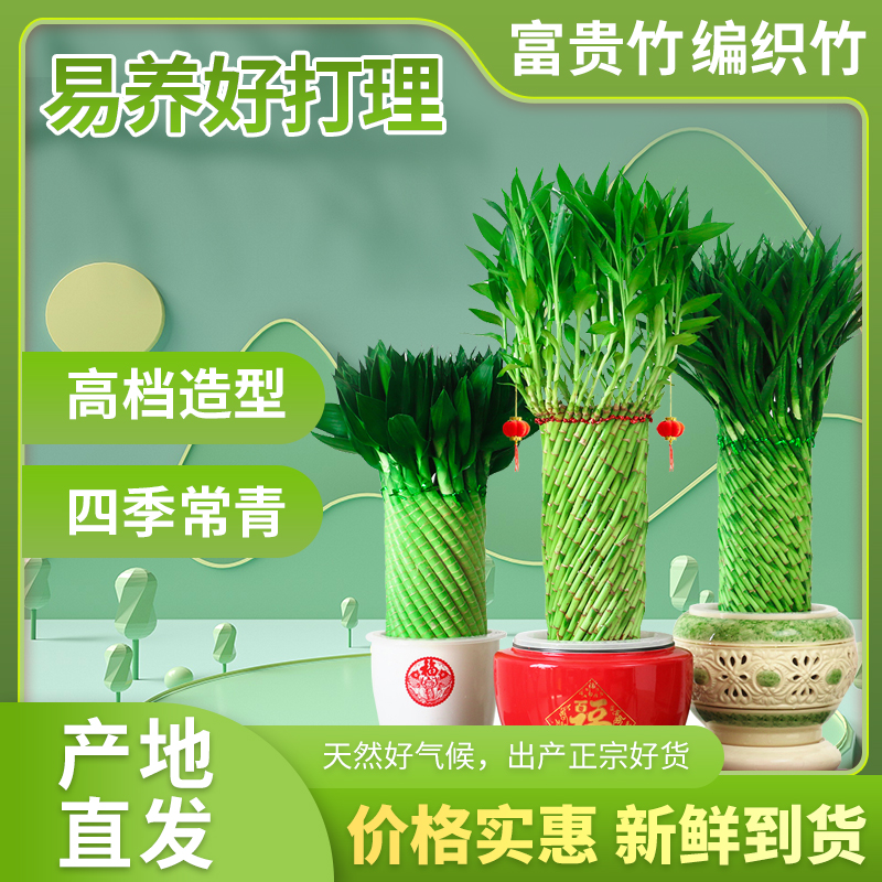 绩光编织富贵竹水培植物花卉D水养转运竹客厅室内带根盆栽