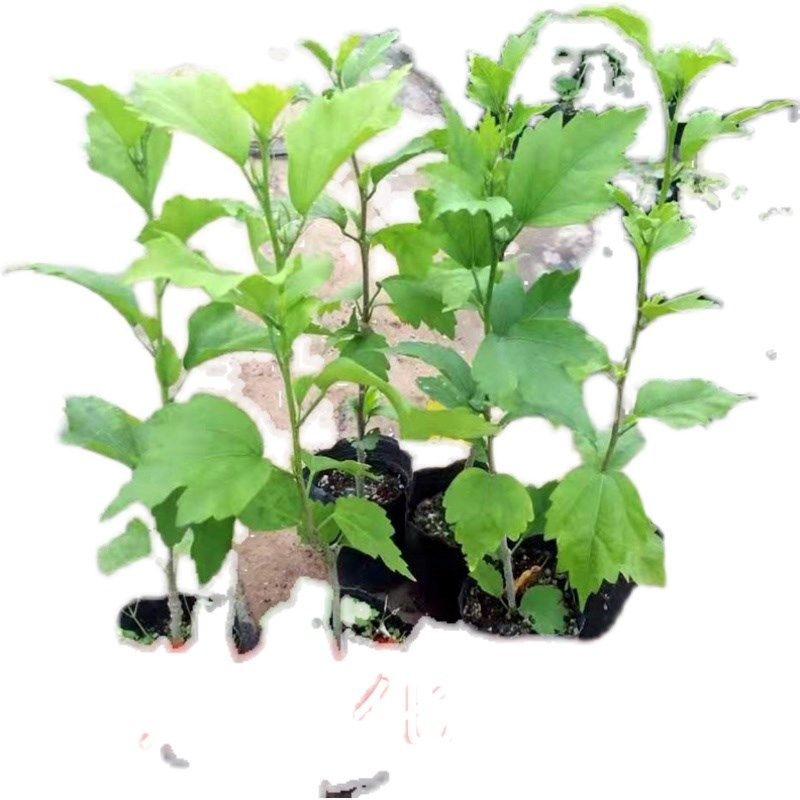 木槿花苗蓝莓冰沙雪纺紫玉重瓣牡丹扶桑花朱O瑾盆栽庭院绿植物大,鲜花速递/花卉仿真/绿植园艺,时令草本花卉,淘宝优惠券,粉丝福利购,淘宝优惠卷