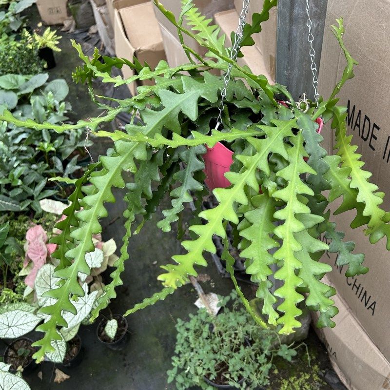 懒人养卷叶昙g花仙人掌科多肉类植物室内阳台观叶观花耐干旱吸甲,鲜花速递/花卉仿真/绿植园艺,多肉植物,淘宝优惠券,粉丝福利购,淘宝优惠卷