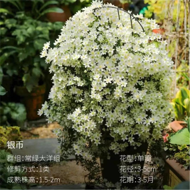 【银币】1.5加仑铁线莲阳x台庭院地载盆栽爬藤花卉植物四季开花