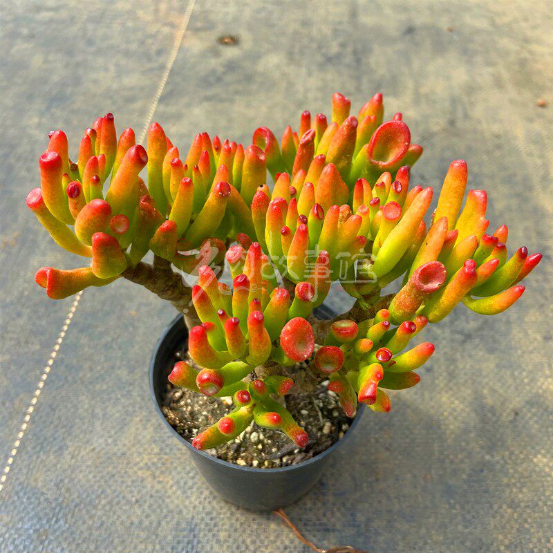 多肉植物b吸财树老桩 发财树阳台庭院露养盆栽基地直发庭院花卉