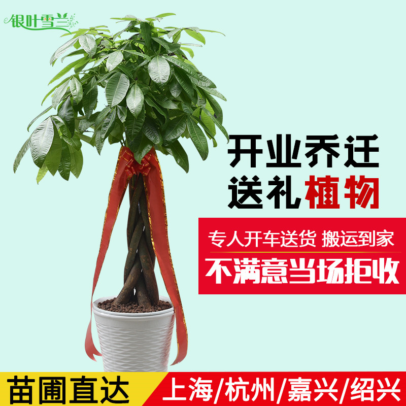 大型发财树e盆栽绿植物 开业乔迁送礼花卉办公室客厅净化空气杭州