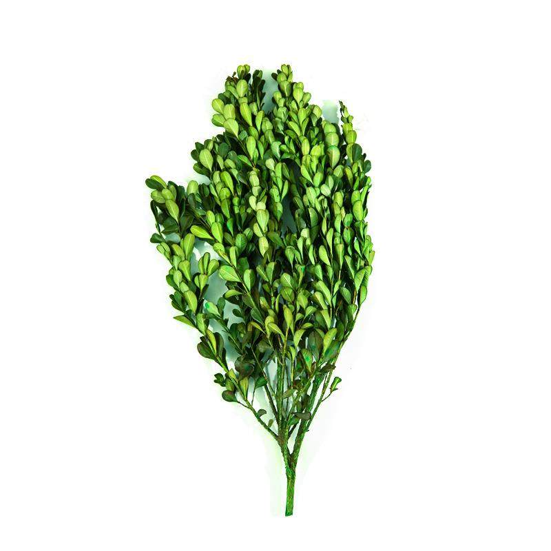 永生花黄杨叶干花花束手工diy创意花材居家装饰拍摄叶子原料,家居饰品,餐桌花艺,淘宝优惠券,粉丝福利购,淘宝优惠卷