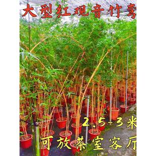 精品大型高杆红观音竹飘枝禅意庭院室内茶室桌面水培造景绿植盆栽