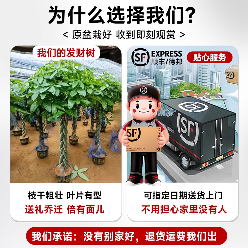 2025新款发财树盆栽室内大型招财树大棵绿植物客厅办公室花卉盆景