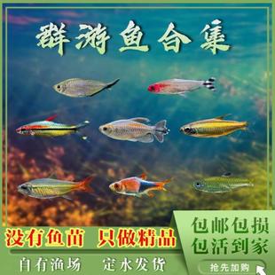 群游灯鱼黑尾大勾红鼻剪刀一眉道人鱼黄金二线刚果新品草缸观赏