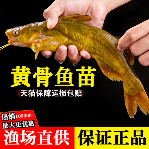 黄骨鱼苗黄丫头黄鸭叫昂刺鱼黄颡鱼苗淡水养殖食用黄辣丁鱼苗